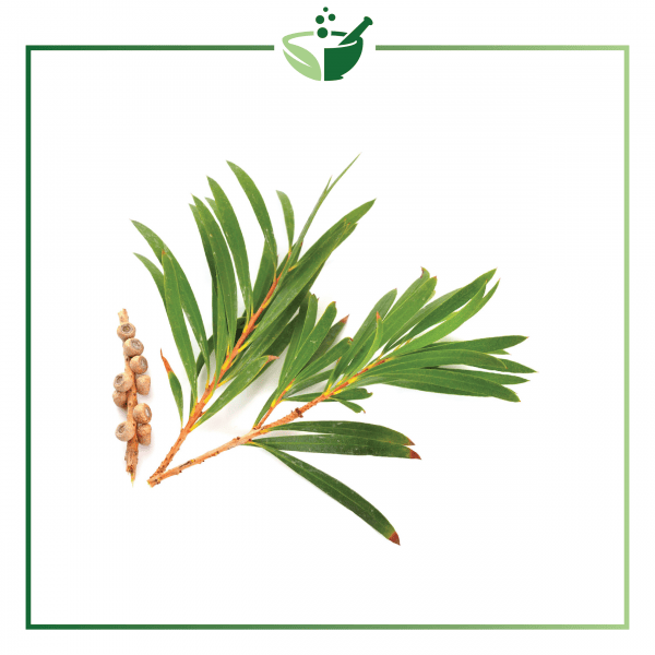 Tea Tree Essential Oil-01